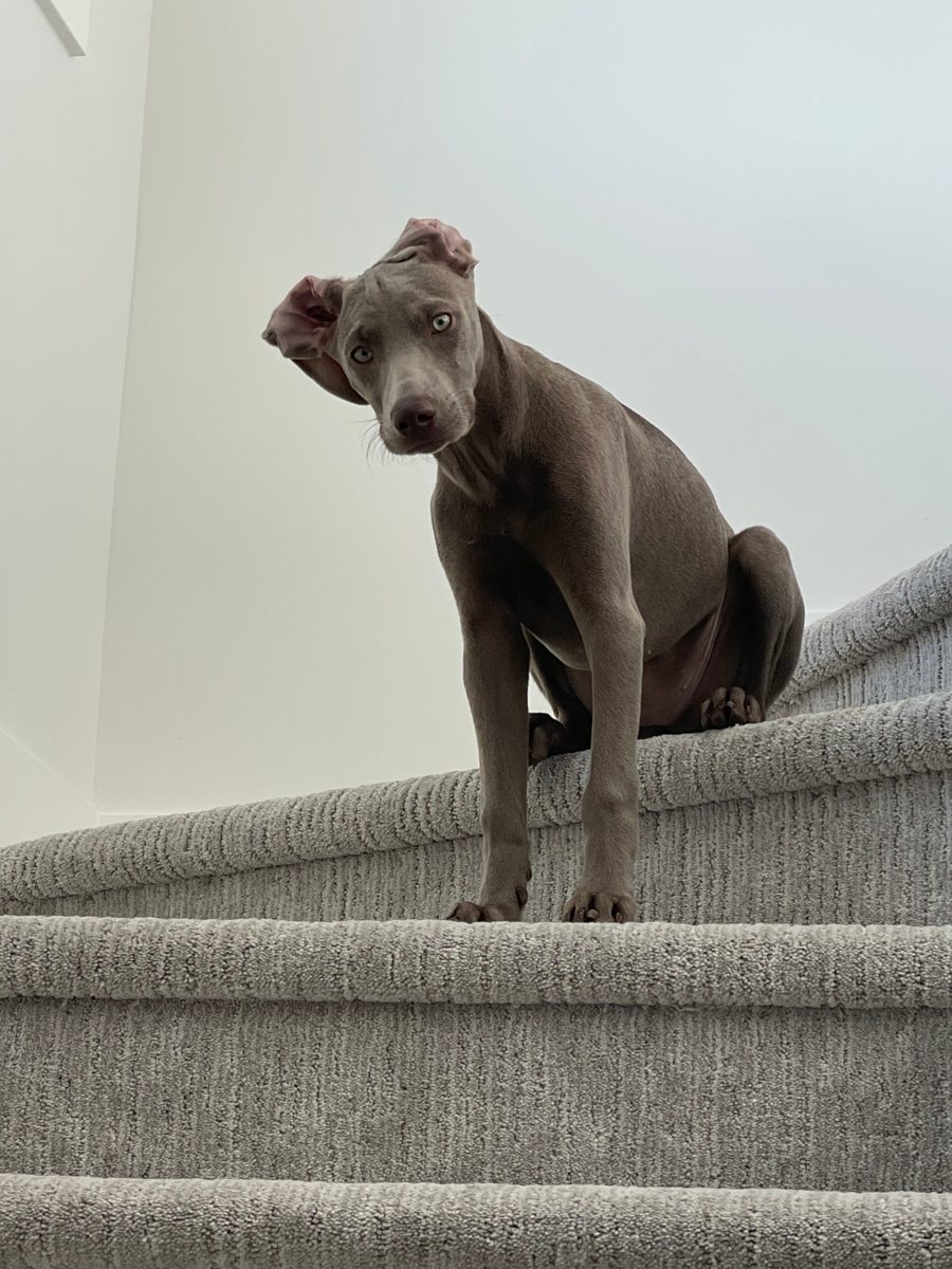 Lucy, a four-year-old silver Weimaraner with pale grey fur and light eyes, sitting at the top of a carpeted staircase with her head tilted.