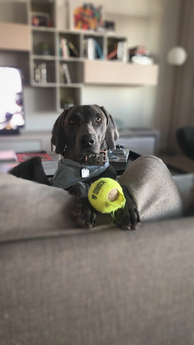 Maverick, a seven-year-old blue Weimaraner with a grey coat, lying on a sofa with a well-loved yellow tennis ball between his front paws.
